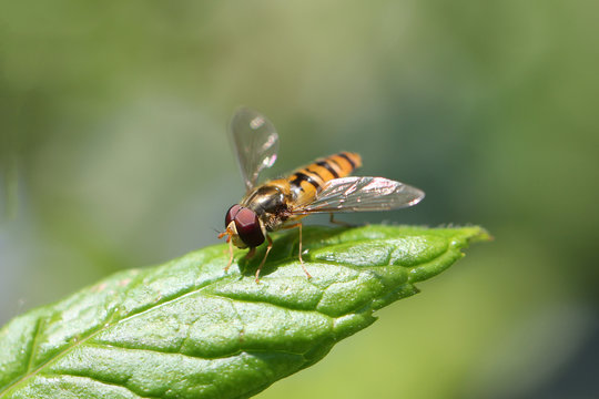 syrphe