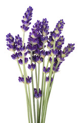 Naklejka premium Lavender flowers bunch