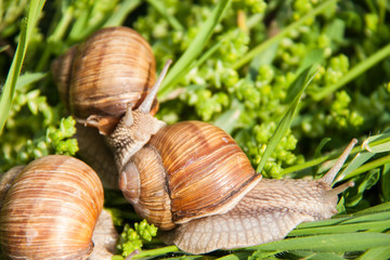 three snails are crawling in the green grass