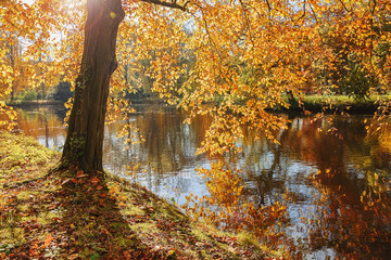 The enchanting beauty of autumn park.