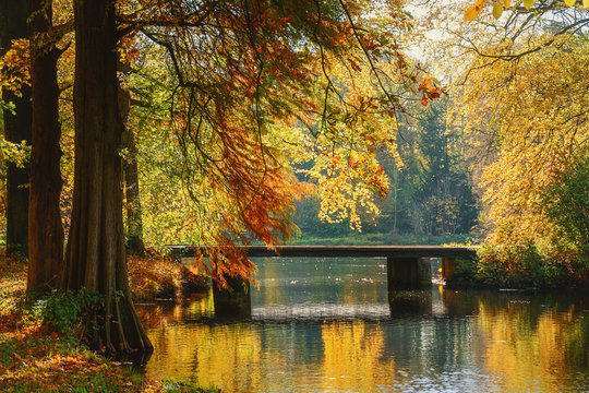 Fototapeta The enchanting beauty of autumn park.