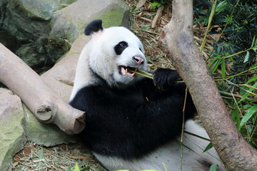 Naklejka premium Giant Panda 1