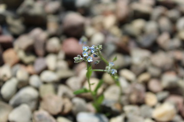 Niezapominajka w kamieniach © Kliszowata