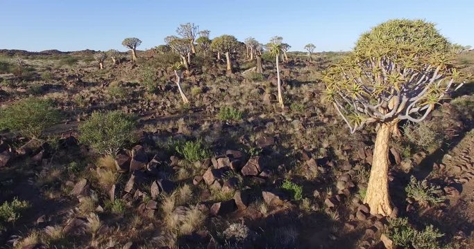 4K aerial view of quiver tree/kokerboom forest in Namibia