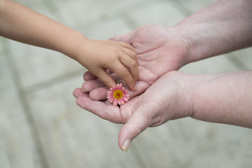 花を手渡すお婆ちゃんと孫娘