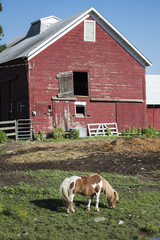 Pinto Pony and Red Barn