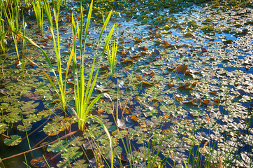 Swamp water.Small green swamp lake with water plants, lilies and green reed.