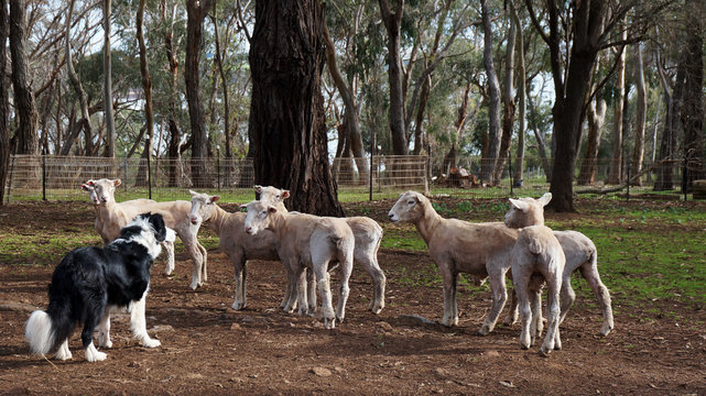 Sheep Dog Trials