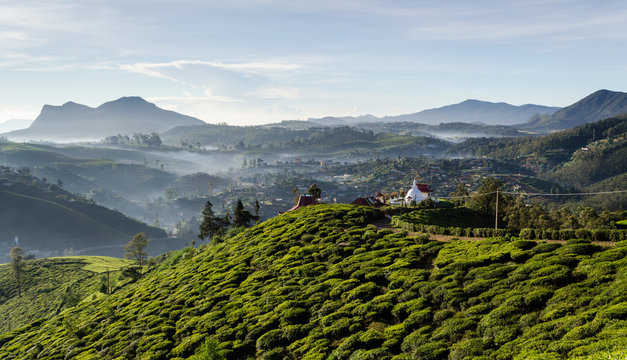 Tea Fields Of Sri Lanka, Nuwara Eliya