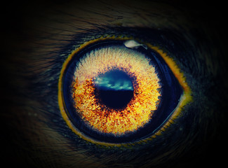 bird eye - Powered by Adobe