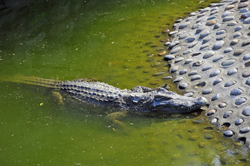 The crocodile