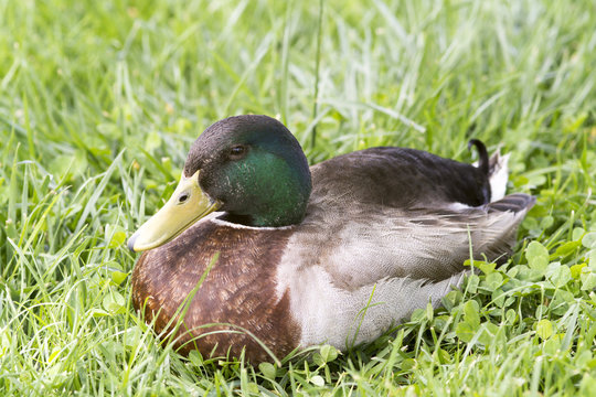 Duck close up image