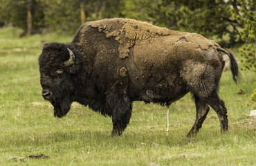 Bison pee pee in the field of green grass at Yellowstone 