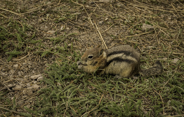 Closeup Chipmunk eating grass