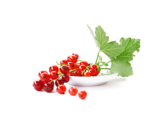 red currant on white