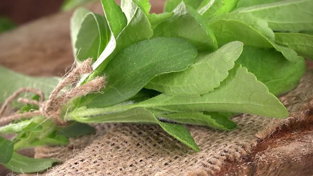 Rotating Stevia leaves as not loopable 4K UHD footage