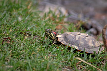 Red-eared slider