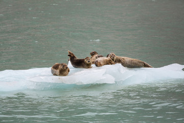 Harbor seal