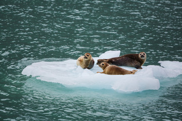 Naklejka premium Harbor seal