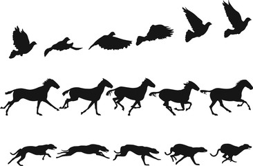 Do The Locomotion 1: motion studies of pigeon, horse and dog