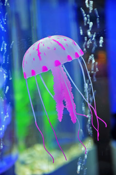 jellyfish © pdm