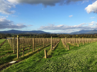 Fototapeta na wymiar Fresh green vineyards near mountains