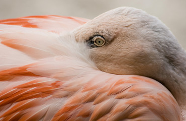 Flamingo clouseup