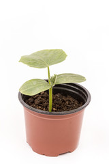 Cucumber baby plant in the brown plastic pot