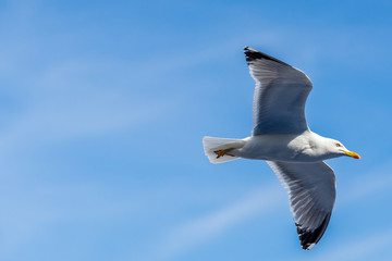 A Silver gull in flight
