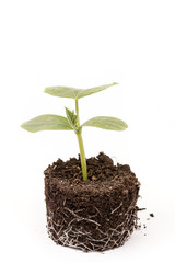 Cucumber baby plant in soil with roots over white