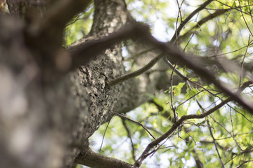 Tree stalk