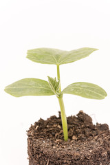 Cucumber baby plant in soil with roots over white