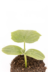Cucumber baby plant in soil with roots over white
