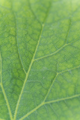 Cucumber green leaf abstract background