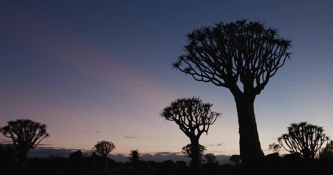 4K panning shot of quiver trees/kokerboom in silhouette against the dawn sky