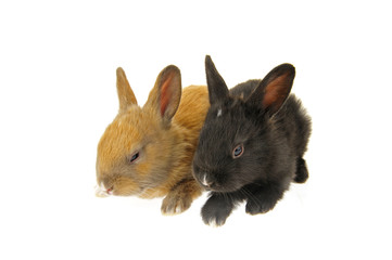 The rabbit in a white background