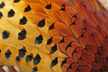 Texture pheasant feather