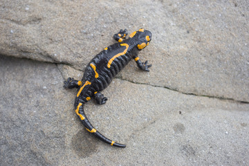 Beautiful fire salamander in the bright coloration in natural co