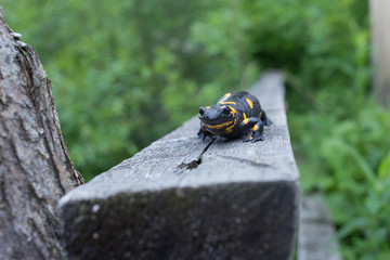 Beautiful fire salamander in the bright coloration in natural co