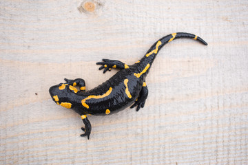 Beautiful fire salamander in the bright coloration in natural co