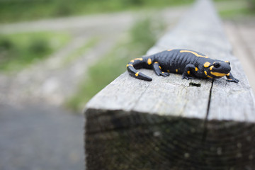 Beautiful fire salamander in the bright coloration in natural co