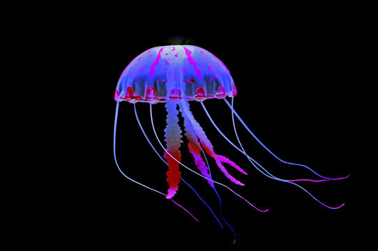 Jellyfish