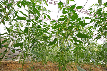 Obraz premium Green pepper grown in greenhouses