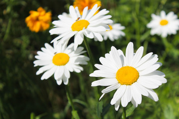 Camomile in garden