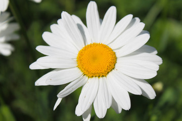 Camomile in garden
