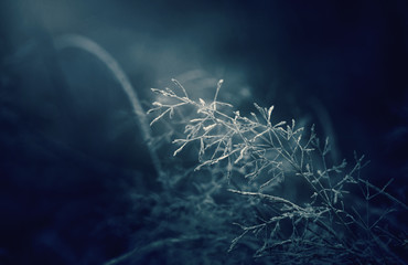 Moonlight winter misty night. Snow and frost on grass