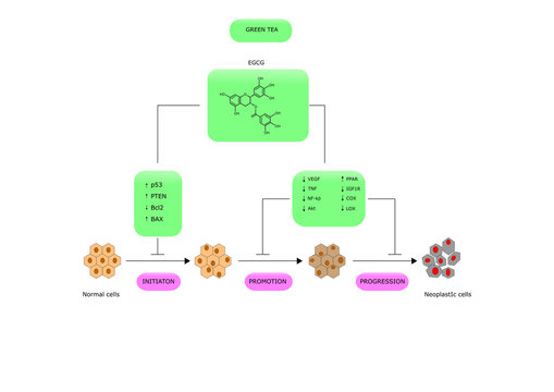 green tea and its anti cancer properties