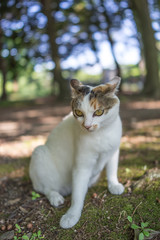 ６月のミケっち