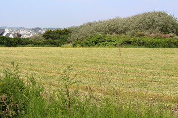 Foin qui sèche dans un champs