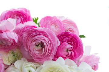 Fototapeta na wymiar Pink and white ranunculus flowers